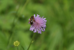 Knautia arvensisBeemdkroon bestellen